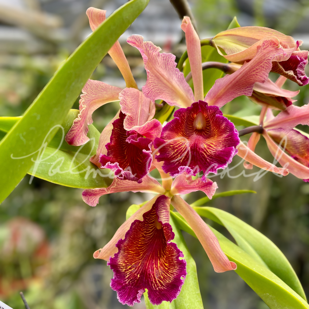Cattleya dowiana f. rosita — Palmer Orchids